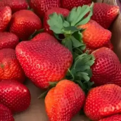 Клубника МОНТЕРЕЙ ремонтантная в Жлобине