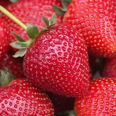 Клубника СЕЛЬВА ремонтантная в Жлобине