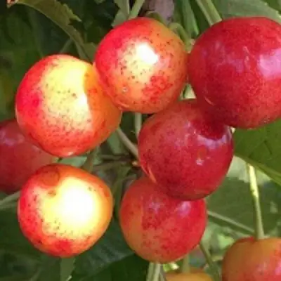 Черешня СОПЕРНИЦА в Жлобине