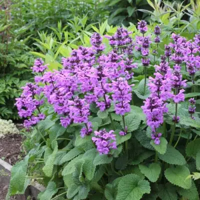 Буквица крупноцветковая в Жлобине