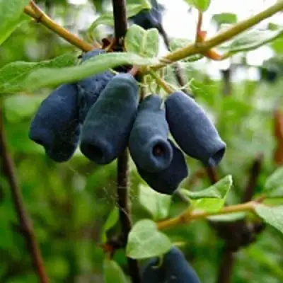 Жимолость съедобная ВОЛХОВА в Жлобине