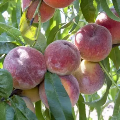 Персик ЗАРМЕНЮ в Жлобине