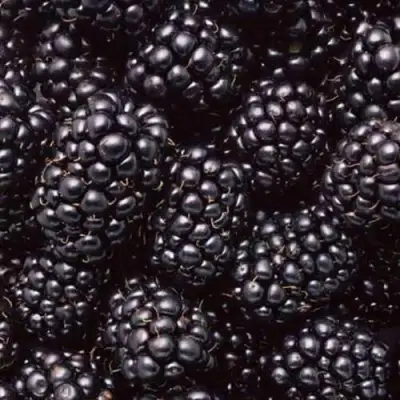 Ежевика ОРКАН бесшипная  в Жлобине