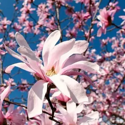 Магнолия РОЗЕЯ в Жлобине