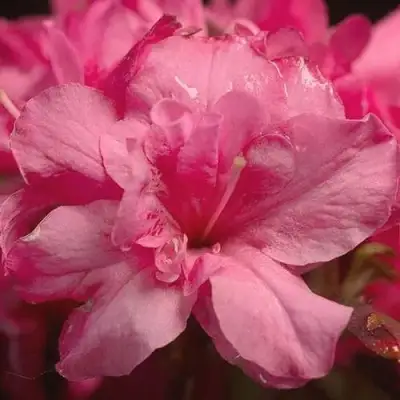 Азалия РОКОКО японская в Жлобине