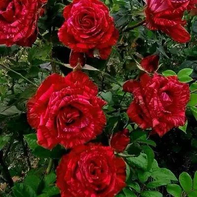 Роза РЕД ИНТУИШН чайно-гибридная в Жлобине