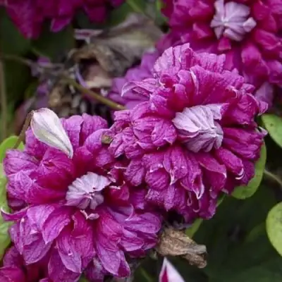 Клематис ПУРПУРЕА ПЛЕНА ЭЛЕГАНС в Жлобине