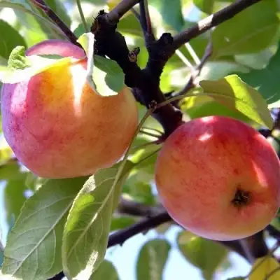 Яблоня АБРИКОСОВАЯ в Жлобине