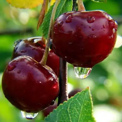 Вишня ЛАСУХА в Жлобине