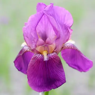 Ирис ИМПЕРАТОР бородатый в Жлобине