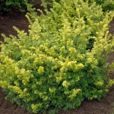 Тис ЭЛЕГАНТИССИМА ягодный в Жлобине