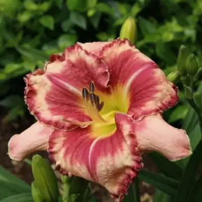 Лилейник АУТСТАНДИНГ гибридный в Жлобине