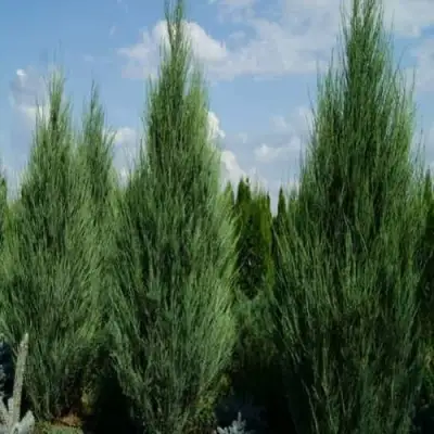 Можжевельник СКАЙРОКЕТ  скальный в Жлобине