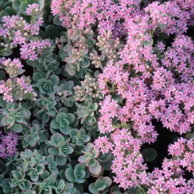 Очиток (седум) САНСПАРКЛЕР ЛАЙМ ЗИНГЕР в Жлобине