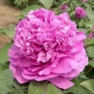 Пион ОРНАМЕНТ древовидный в Жлобине