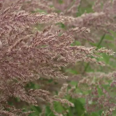 Вейник КАРЛ ФОРСТЕР остроцветковый в Жлобине