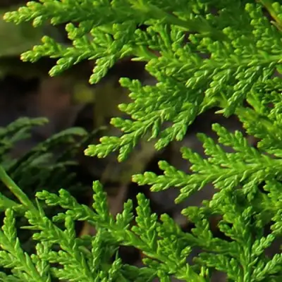 Туя восточная в Жлобине