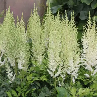 Астильба ДИАМАНТ Арендса в Жлобине