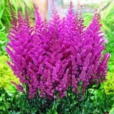 Астильба ПЕПЛ РЕЙН гибридная в Жлобине