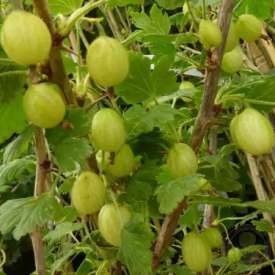 Крыжовник ИНВИКТА в Жлобине