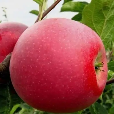 Яблоня АЙДАРЕД в Жлобине