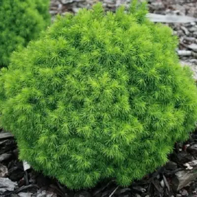 Ель АЛЬБЕРТА ГЛОБ сизая в Жлобине