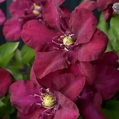 Клематис ЯН III СОБЕСКИ в Жлобине