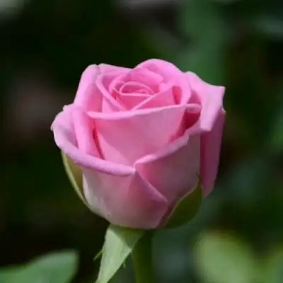 Роза АКВА чайно-гибридная в Жлобине