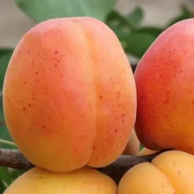 Абрикос ОЛИМП в Жлобине