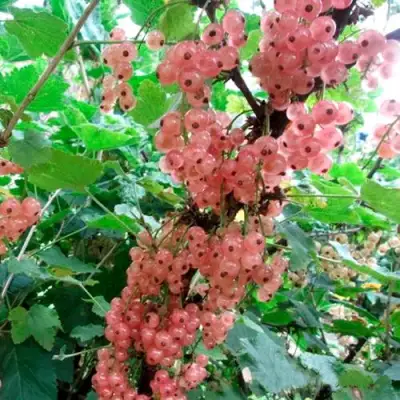 Смородина белая ПРЫГАЖУНЯ (РОЗОВАЯ) в Жлобине