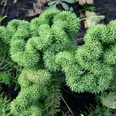 Очиток (седум) КРИСТАТУМ отогнутый в Жлобине