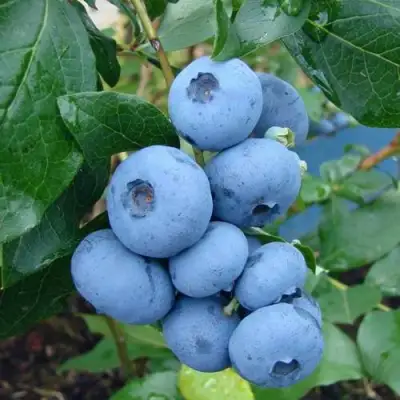 Голубика ТОРО в Жлобине