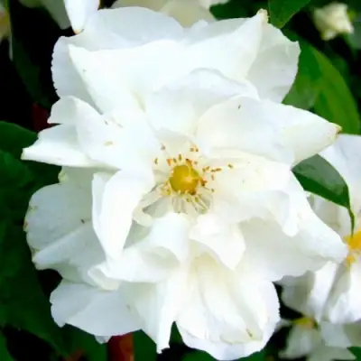 Жасмин РОЗАЦЕ в Жлобине