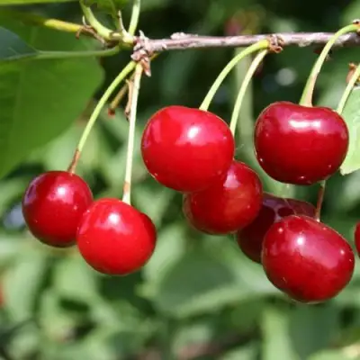 Вишня ЗАРАНКА в Жлобине