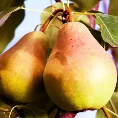 Груша СЛАДКАЯ ИЗ МЛИЕВА в Жлобине
