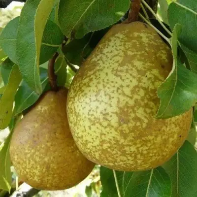 Груша ГЕНЕРАЛ ЛЕКЛЕРК в Жлобине