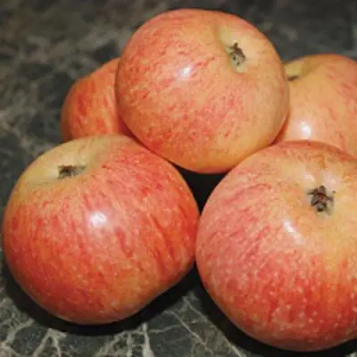 Яблоня КОНФЕТНОЕ в Жлобине