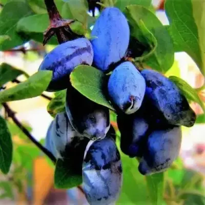 Жимолость съедобная БЛУ ТРЕЖЭ (ГОЛУБОЕ СОКРОВИЩЕ) в Жлобине