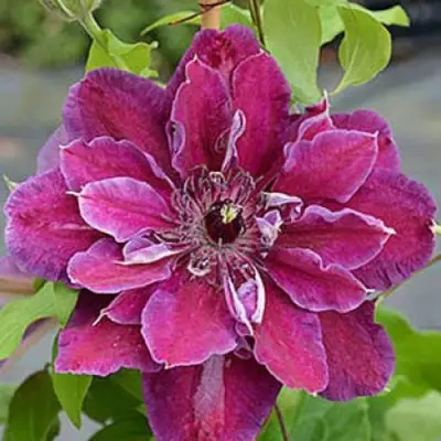 Клематис МАЙ БЬЮТИ в Жлобине