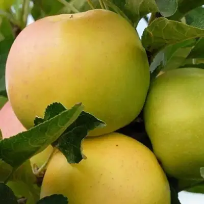 Яблоня БАНАНОВОЕ в Жлобине