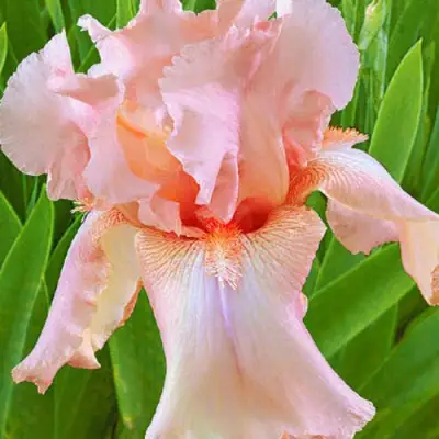 Ирис ПАТИ ДРЕСС бородатый в Жлобине