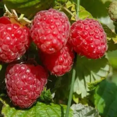 Малина ПРИМАРА в Жлобине