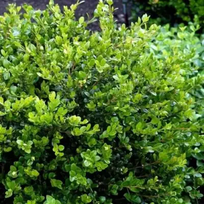 Самшит ФОЛКНЕР в Жлобине