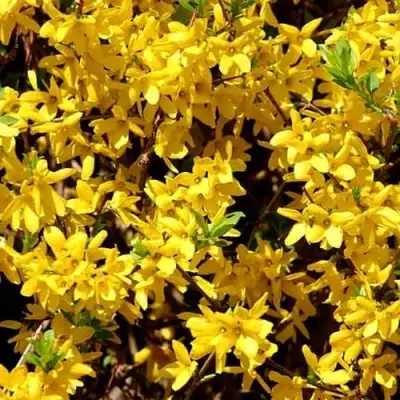 Форзиция ЛЕДНОГОРА промежуточная в Жлобине