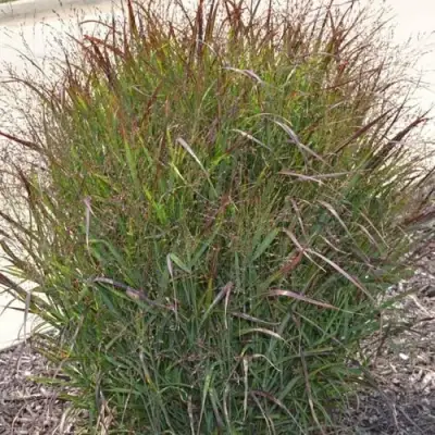 Просо ШЕНАНДО прутьевидное в Жлобине