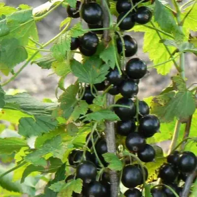 Смородина чёрная ДАБРАДЗЕЯ в Жлобине