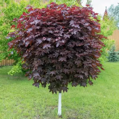 Клен красный в Жлобине