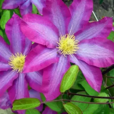 Клематис КАКИО в Жлобине