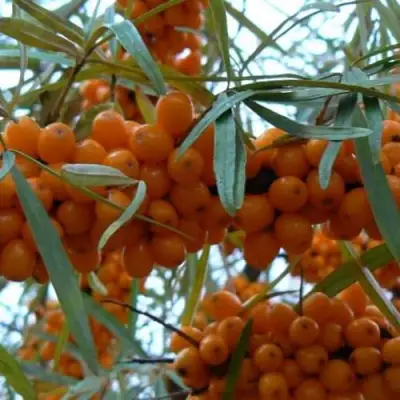 Облепиха БОТАНИЧЕСКАЯ в Жлобине