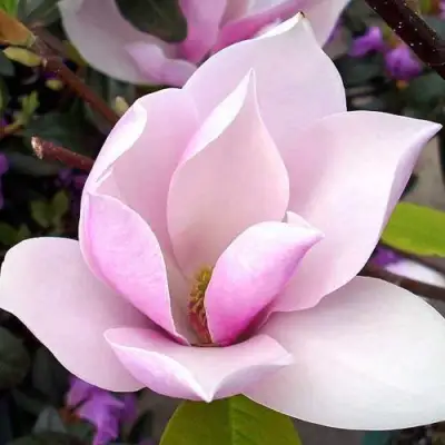 Магнолия АЛЕКСАНДРИНА  в Жлобине